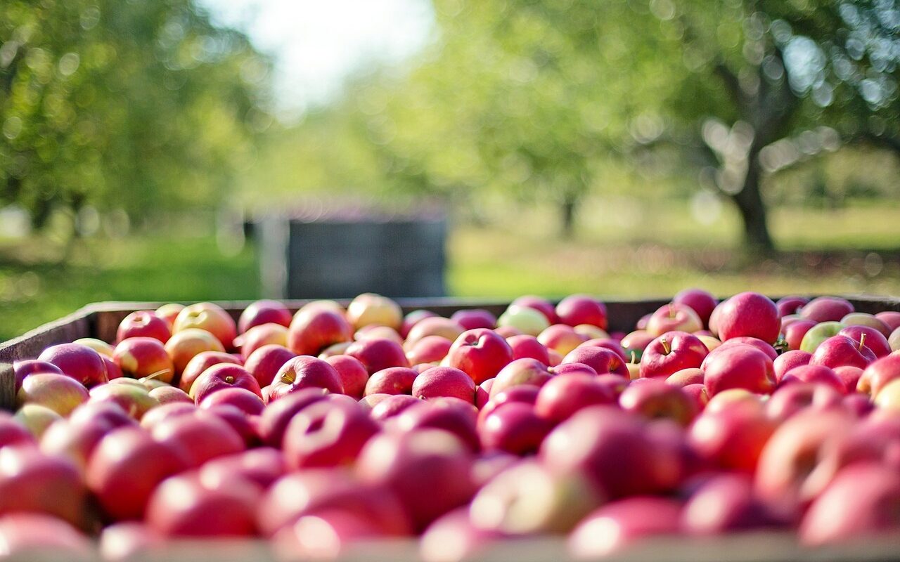 apples, fruits, farm-1004886.jpg